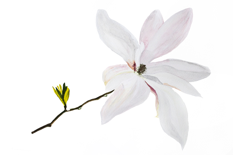 Large magnolia watercolour