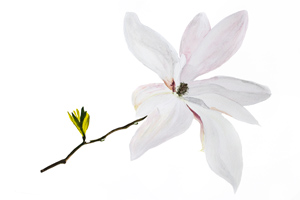 Magnolia watercolour