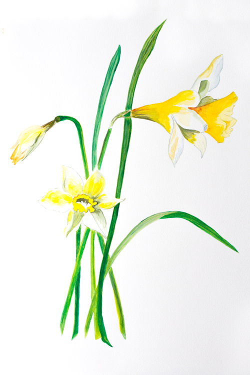 Large daffodil watercolour