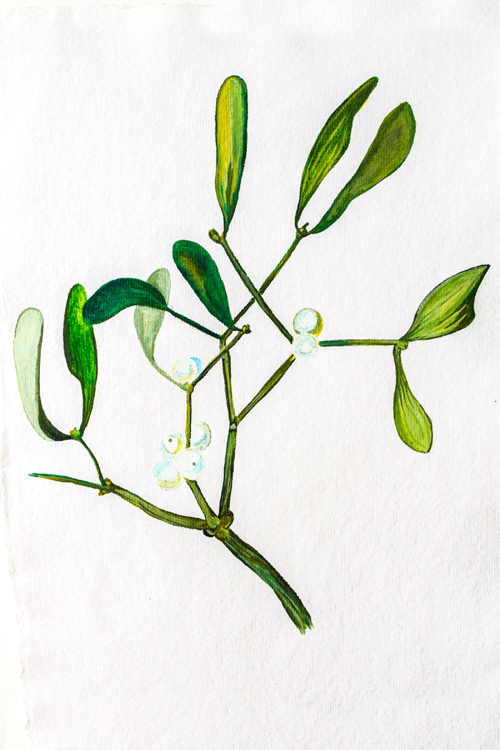 Large mistletoe watercolour