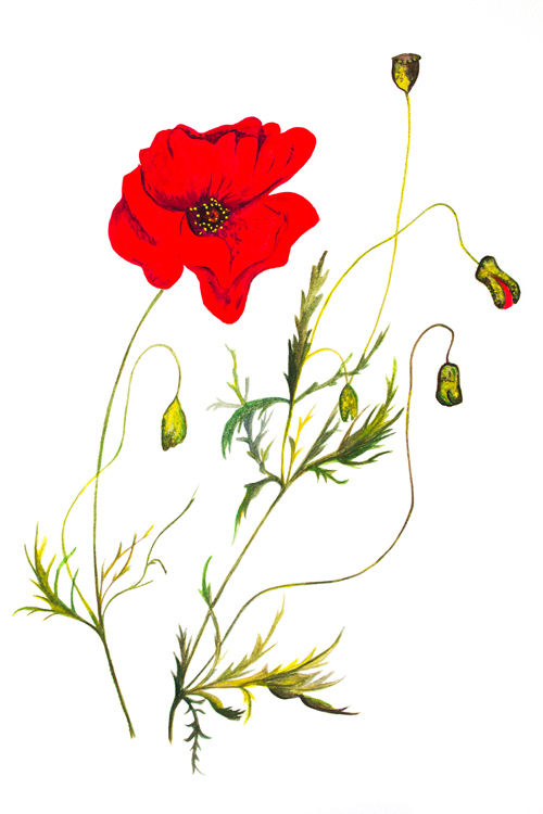 Large poppy watercolour