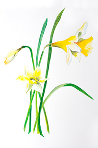 Daffodil watercolour print